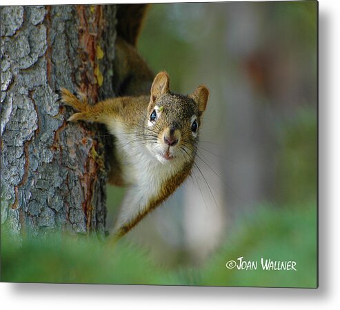 Little Red Squirrel Metal Print featuring the photograph Curious Alaskan Red Squirrel by Joan Wallner