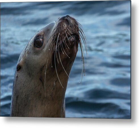 Sea Lion Metal Print featuring the photograph Curious Lion by David Kirby