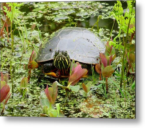 Pond Metal Print featuring the photograph Curious Pond Turtle by Beth Myer Photography