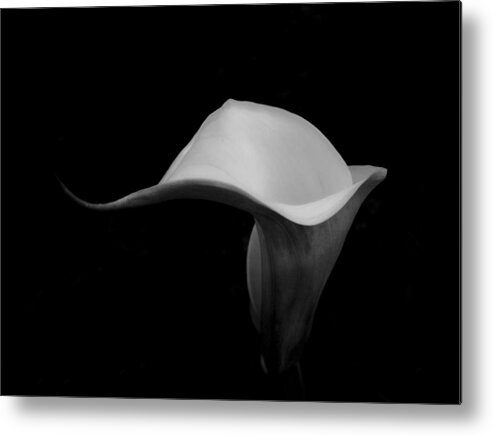 Floral Metal Print featuring the photograph Curvature by Donna Blackhall