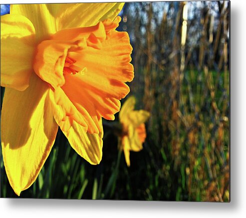 Daffodil Metal Print featuring the photograph Daffodil Evening by Robert Knight