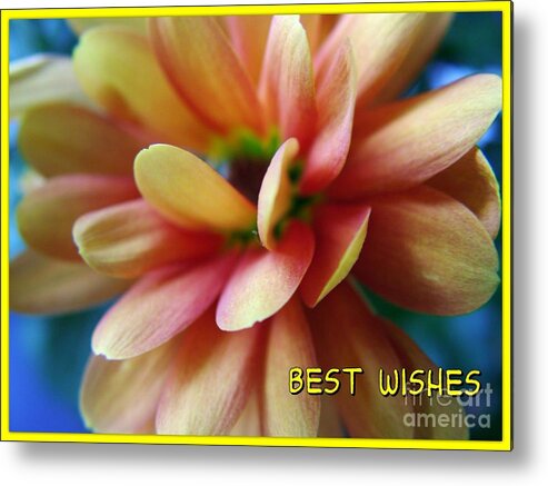 Miniature Dahlia Metal Print featuring the photograph Dahlia Greetings by Joan-Violet Stretch