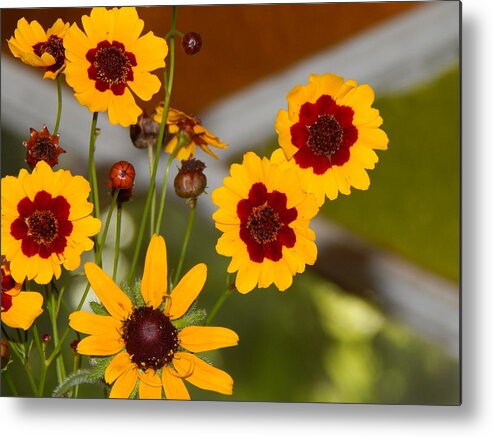 Flower Flora Still-life Gardening Arrangements Yellow Brownish- Red Stain Glass Window Background Daisy Buds Bloom Green Leaves Orange And Green Stained Glass Nature Floral Photography By Jan Gelders Floral Decor Interior Design Accent Metal Print featuring the photograph Daisy Delights by Jan Gelders