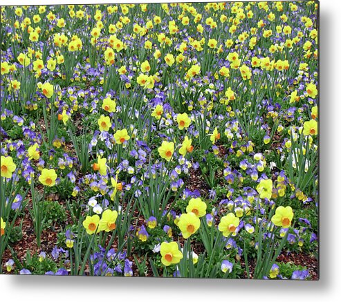 Daffodil Metal Print featuring the photograph Dallas Daffodils 34 by Pamela Critchlow