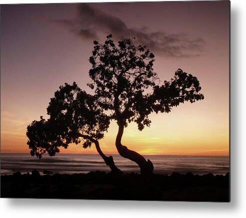 Sunset Metal Print featuring the photograph Dancing Trees by Christopher Johnson