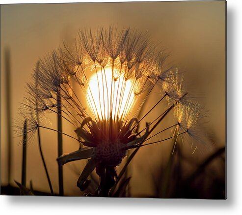 Sunset Metal Print featuring the photograph Dandelion Sunset by Brad Boland
