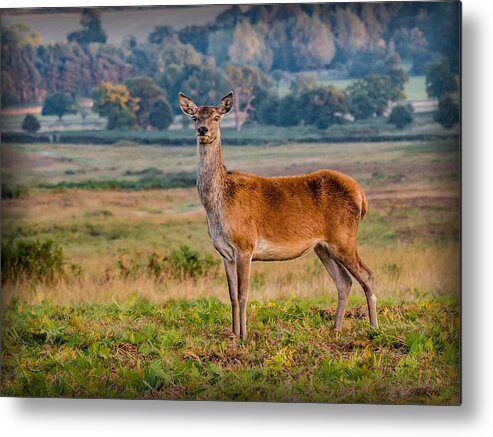 Deer Metal Print featuring the photograph Dear Deer by Nick Bywater