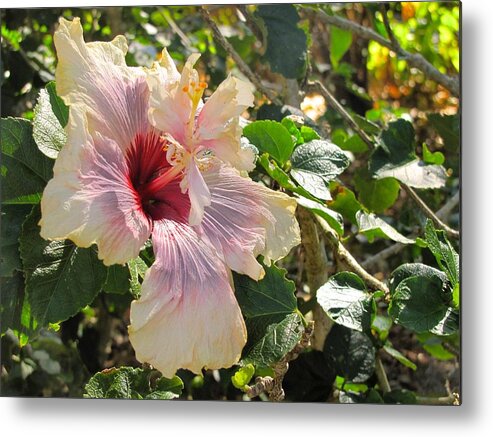 Flower Metal Print featuring the photograph Delicate Expression by David Bader