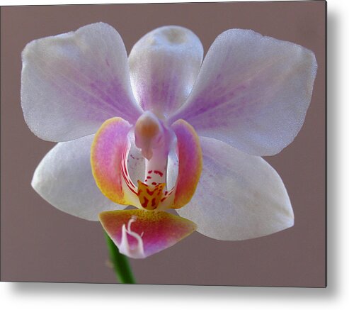 Keefe Metal Print featuring the photograph Delicate Orchid Portrait by Juergen Roth