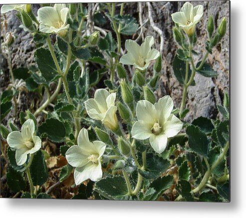 Flowers Metal Print featuring the photograph Desert Holly by Carl Moore