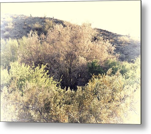 Afternoon Light Metal Print featuring the photograph Desert Ironwood Afternoon by Judy Kennedy