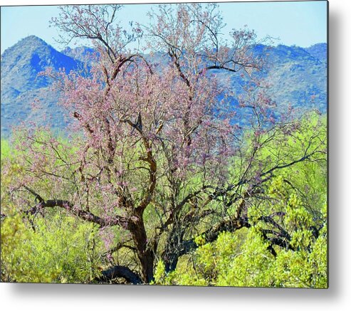 Arizona Metal Print featuring the photograph Desert Ironwood Beauty by Judy Kennedy