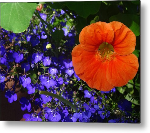 Flowers Metal Print featuring the mixed media Devotion by Richard Laeton
