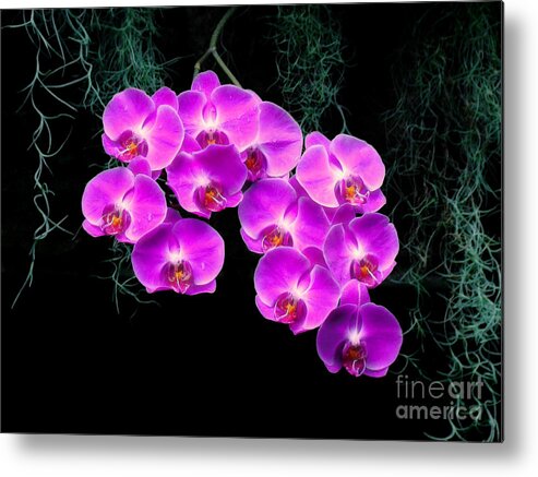 Orchid Metal Print featuring the photograph Dew-Kissed Orchids by Sue Melvin