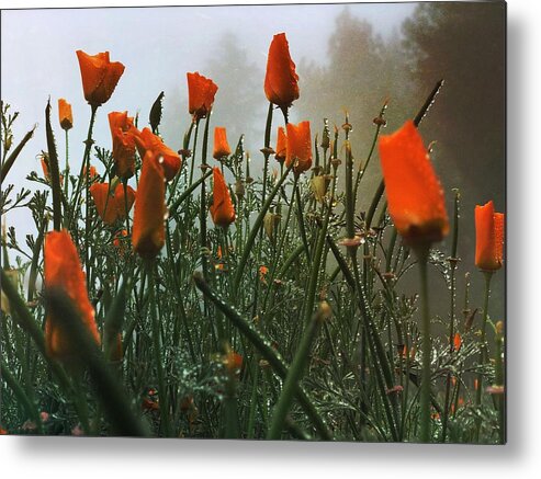 Poppy Metal Print featuring the digital art Dew on Misty Poppies by Kevyn Bashore