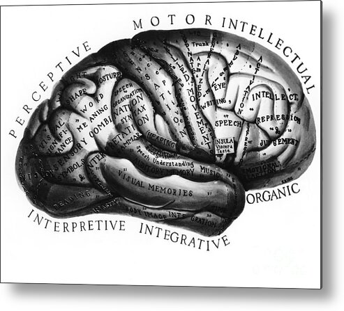 Brain Metal Print featuring the photograph Diagram Of Brain Functions by Omikron