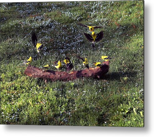 Canary Metal Print featuring the photograph Goldfinch Convention by Nick Kloepping