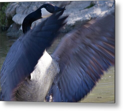 Goose Metal Print featuring the photograph Director by Betsy Knapp