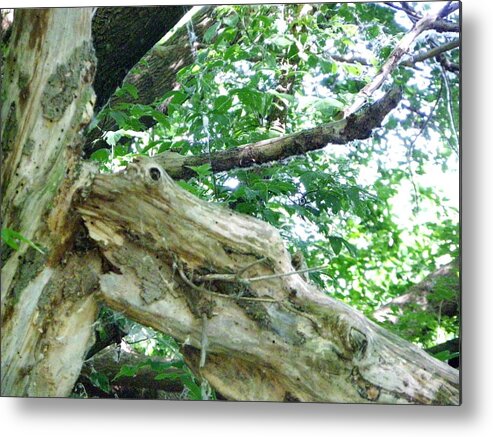 Nature Metal Print featuring the photograph Do You See What I See by Peggy King