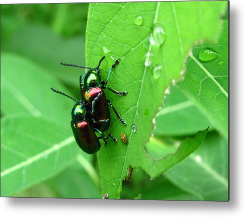 Dogbane Beetle Images Dogbane Beetle Prints Dogbane Beetle Reproduction Dogbane Beetles Mating Entomology Biodiversity Meadow Ecology Insect Diversity Colorful Beetle Images Metalic Beetle Images Metal Print featuring the photograph Dogbane Beetles by Joshua Bales