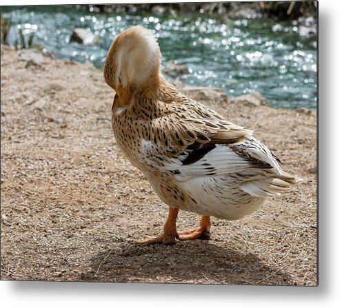 Duck Metal Print featuring the photograph Domestic Duck by Douglas Killourie