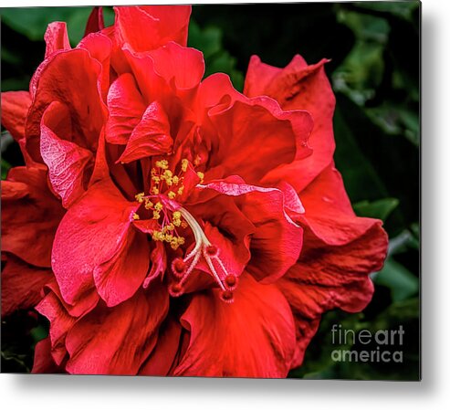 Flower Metal Print featuring the photograph Double Hibiscus by Edelberto Cabrera