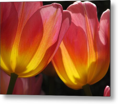 Flower Metal Print featuring the photograph Double Tulips by Alfred Ng