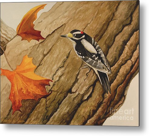 Bird Metal Print featuring the painting Downy Woodpecker by Charles Owens
