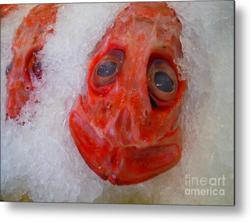 Dragonfish Metal Print featuring the photograph Dragonfish On Ice by Paddy Shaffer
