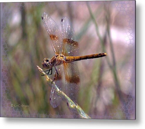 Dragonfly Metal Print featuring the photograph Dragonfly 2 by Kae Cheatham