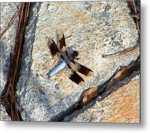 Insects Metal Print featuring the photograph Dragonfly Display by Jennifer Robin