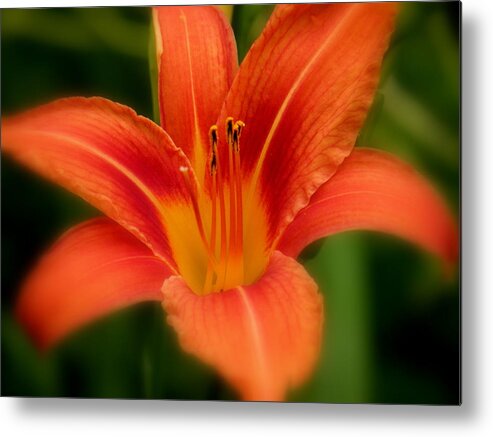 Diane Berry Metal Print featuring the photograph Dreamy Day Lily by Diane E Berry