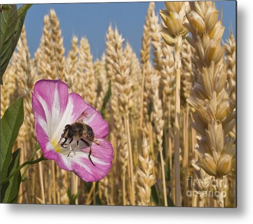 Drone Fly Metal Print featuring the photograph Drone Fly On Bindweed by Jean-Louis Klein & Marie-Luce Hubert