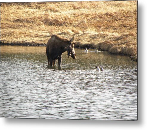 Animal Metal Print featuring the photograph Ducks - Moose Rollinsville CO by Margarethe Binkley
