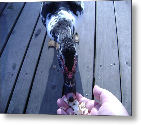 Duck Metal Print featuring the photograph Duck Eating From My Hand by Moshe Harboun