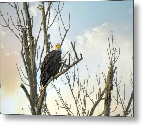 Eagle 2 Metal Print featuring the photograph Eagle 2 by Dark Whimsy