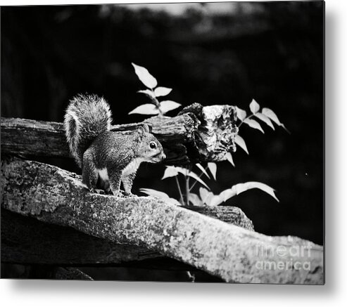 Squirrel Metal Print featuring the photograph Eastern Gray by Rachel Morrison