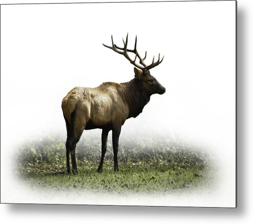 Elk Metal Print featuring the photograph Elk III by Debra and Dave Vanderlaan