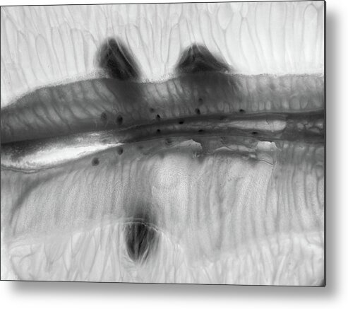 Lemon Metal Print featuring the photograph Embryonic by Tom Druin