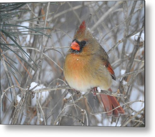 Cardinal Metal Print featuring the photograph Enjoying the Snow by Betty-Anne McDonald