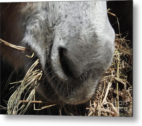 Donkey Metal Print featuring the photograph Equine Cuisine by Jan Gelders