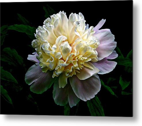 White Peony Metal Print featuring the photograph Evening Peonies by Karen McKenzie McAdoo