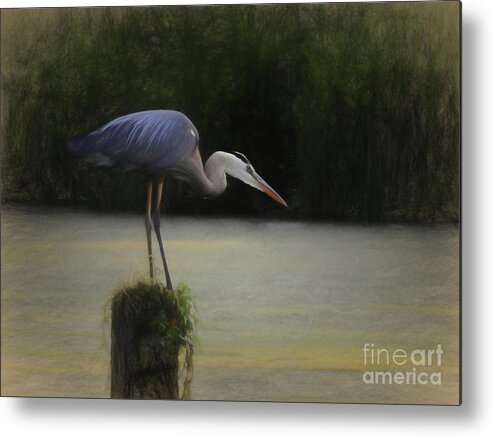 Great Blue Heron Metal Print featuring the photograph Ever Vigilant - The Great Blue Heron by Scott Cameron