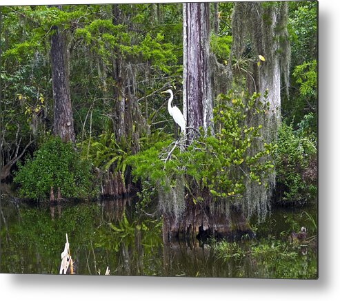 Cypress Swamp Metal Print featuring the photograph Everglades Cypress Swamp by Sally Weigand