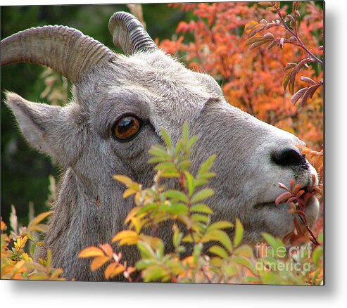 Rocky Mountain Bighorn Sheep Metal Print featuring the photograph Eye on Ewe by Katie LaSalle-Lowery