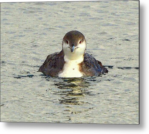 Loon Metal Print featuring the digital art Face On Two by Lyle Crump