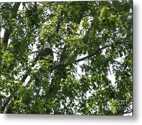 Eagle Metal Print featuring the photograph Face the Eagle by Donald C Morgan