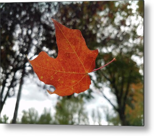 Fall Metal Print featuring the photograph Fall Leaf by Scenic Edge Photography
