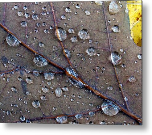 Fall Metal Print featuring the photograph Fall Leaf by Juergen Roth