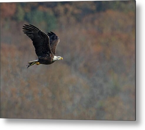 Bald Eagle Metal Print featuring the photograph Fall Lift by Art Cole